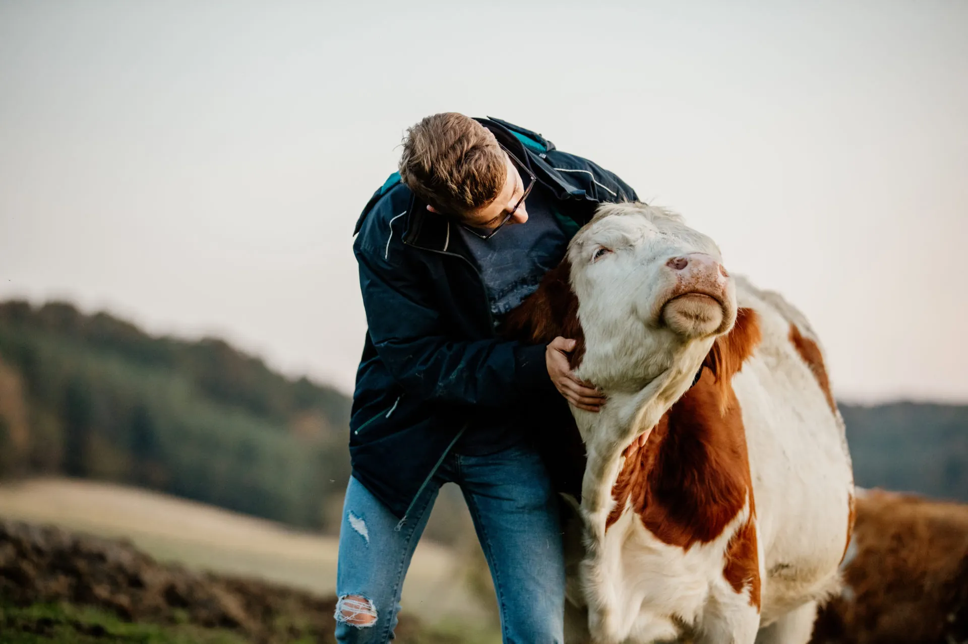 Eleveur caressant une vache