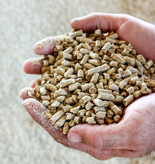 Pellets held in hands