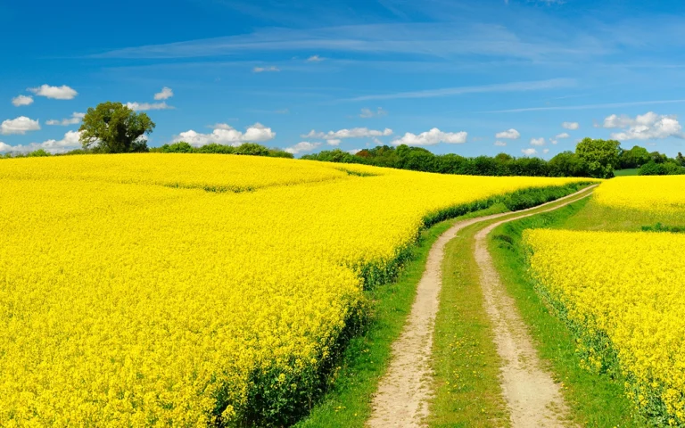 rapeseed fields