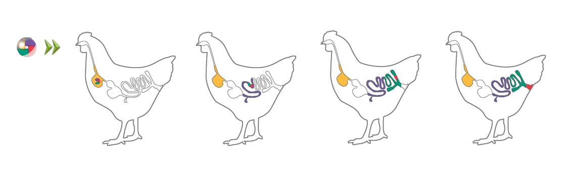 poule
